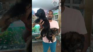 Show quality German Shepherd Puppies Available muralipet pets doglover [upl. by Eirrem]