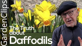 Daffodil  Narcissus  Where to plant Daffodils [upl. by Gentry]