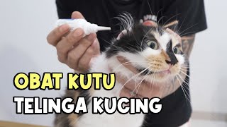 3 Obat Kutu Telinga Kucing Yang Gue Pakai Disini [upl. by Ahcorb]