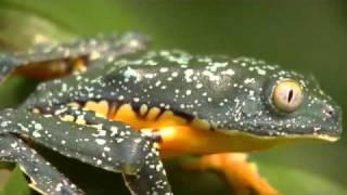 Amazon Leaf Frog Cruziohyla craspedopus [upl. by Dinin]