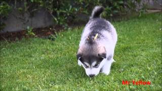 Alaskan Malamutes 4 weeks old [upl. by Candis]