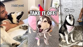 Daily Life With a Talking Husky  Compilation 2 [upl. by Srevart]