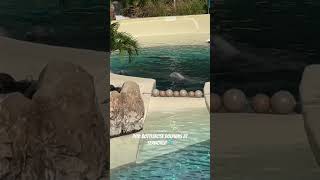 BottleNose Dolphins At SeaWorld🐬bottlenosedolphin dolphins4k like dolphinsnation dolphinshow [upl. by Carlin683]