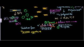 Taq Polymerase [upl. by Devin434]