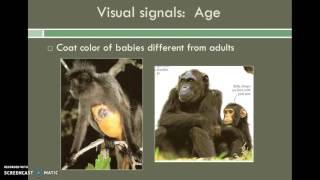 Lesson 9  Primate Behavior amp Social Organization [upl. by Natasha706]