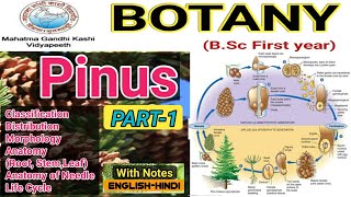 Pinus Life CyclePinus Morphology and AnatomyPinus BSc 1st year [upl. by Gael90]