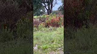 Turkey Poults chicks baby babies wildlife cute cutebaby nwtf [upl. by Ennaxxor]