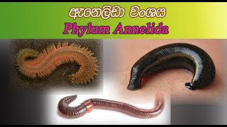 Phylum Annelida  ඇනෙලිඩා වංශය Invertibrates  අපෘෂ්ඨවංශීන් part 2 in sinhala [upl. by Ruthy]