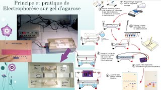 EPP sur gel et électrophorèse capillaire Explorationdysprotéinémies [upl. by Jenda]