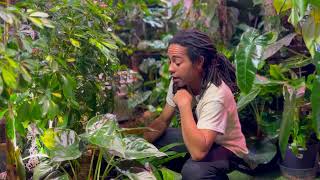 Winter Care For Tropical House Plants Tips amp Tricks to growing plants indoors 🌿🌿 [upl. by Opportina]