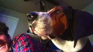 Jax Treeing Walker Coonhound crying grunitng and giving attitude [upl. by Arlynne312]