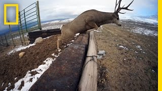 A Deer Migration You Have to See to Believe  National Geographic [upl. by Llirret]