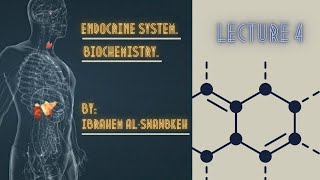 Endocrinology Biochemistry lecture 4 [upl. by Akieluz286]