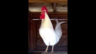 ROOSTERS Crowing Crowing ROOSTERS ROOSTERS Compilation Babies Toddlers Preschool K3 [upl. by Akinirt]