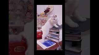 12funny cat pet catcat catshorts funnycats catvideos foryou fyp fypシ゚viral fypyoutube [upl. by Aileek369]