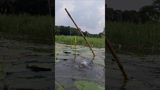 Wow Amazing plastic bottle hook trap fishing in Beel water hooktrapfishing bottlehooktrap [upl. by Ayhdnas134]