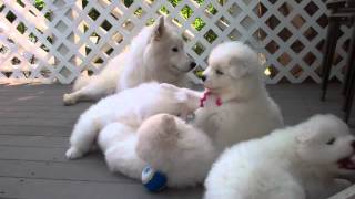 Samoyed puppies 37 Days old  quotmannersquot [upl. by Nored371]