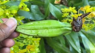 Grammatophyllum seed pods a sweet reward [upl. by Eadahs669]