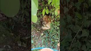 Poor Old Golden Retriever Cried In Bushes Waiting For Her Owner After Being Abandoned [upl. by Moll]