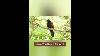 Coucal Chronicles 5 Fascinating Truths About These Birds🤩 shorts [upl. by Adnauqaj165]