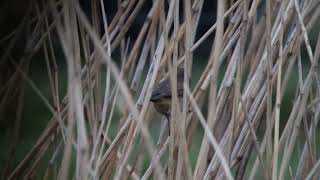 Bluethroat Blauwborst Munnikenpolder The Netherlands Luuk Punt 240318 1 [upl. by Ciredec]