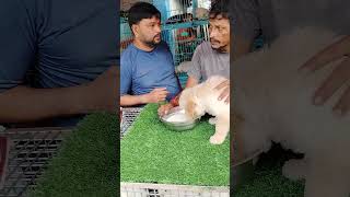 galif Street pet market dog price updategalif talakolkata [upl. by Lema]