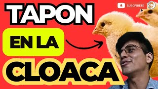 😱 Porque ocurre el tapon cloacal a los Pollos de Engorde 🧐 [upl. by Harad]