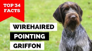 99 of Wirehaired Pointing Griffon Owners Dont Know This [upl. by Drexler]