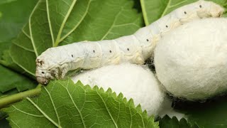 Silk worm farming in India  How your silk is made  How silkworm make silk Lifecycle of silk moth [upl. by Riker]