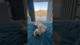 Cairn terrier wakes up to spectacular Scottish views at his dog friendly holiday accommodation [upl. by Dacia]