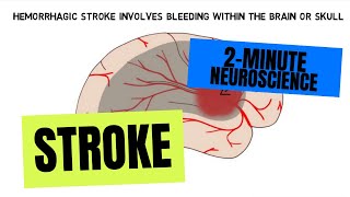 2Minute Neuroscience Stroke [upl. by Llerud198]