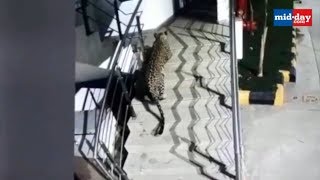 Leopard Spotted at Korum Mall in Thane Shocking News [upl. by Ivey]