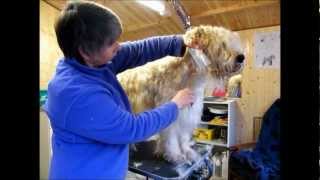 Grooming an Irish SoftCoated Wheaten Terrier  Part 2 [upl. by Gonzales]