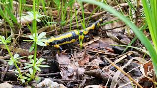 STRONG Poisonous Salamander [upl. by Thibaud]