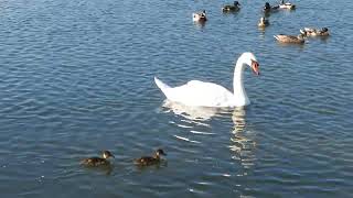 Ducks and Swans at Banbury Country Park [upl. by Nived]