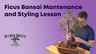 Bonsai Maintenance Guide  Ficus Microcarpa Bonsai Styling [upl. by Thorwald]