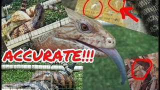 How to Sex BlueTongued Skinks Cara Melihat Jenis Kelamin Kadal Panana Jantan or Betina [upl. by Ebby]