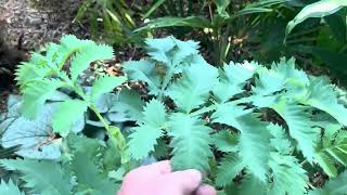 Garden Tour September 2024  Part 1 [upl. by Romeo]