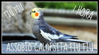 ASSOBIO CALOPSITA  FIU FIU  WOLF WHISTLE  COCKATIEL WHISTLE [upl. by Ardnoik211]