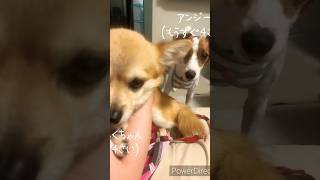 遊びたいアンジー ジャックラッセルテリア ワンプロ ビビリ犬 [upl. by Aynotak]