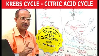 Krebs Cycle  Citric Acid Cycle  Cellular Respiration [upl. by Nnairek]