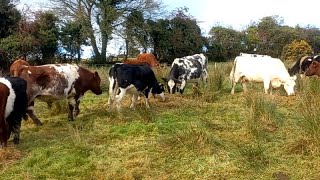 Its officially winter  Time to take advantage of the dryer land shorthorn Galloway outwintering [upl. by Heriberto]