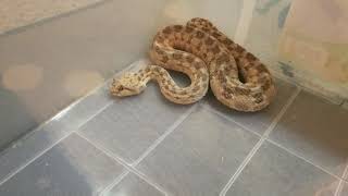 Loki the desert horned viper angry sound [upl. by Aidam]