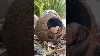 Caribbean Hermit Crab Coenobita clypeatus is a species of land hermit crab native to The Bahamas [upl. by Bouldon]