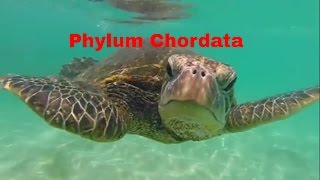 Phylum ChordataWhich animals belong [upl. by Airat]