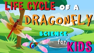 Life cycle of Dragonfly  Science for Kids [upl. by Artinahs]