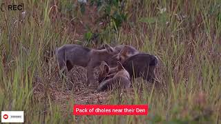 Pack of dholes are near to their DenSafri lovers watch it [upl. by Ellehcam345]