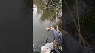 Bu balığı qaçırtsaz nə hisslər keçirərsiz 😃 baliqovu balıkavı fishing baliq balık рыбы рыбки [upl. by Auria999]