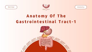 Anatomy Of The Gastrointestinal Tract1  Anatomy [upl. by Shir]