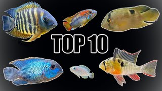 Top 10 Most quotPeacefulquot Cichlids [upl. by Wardieu]